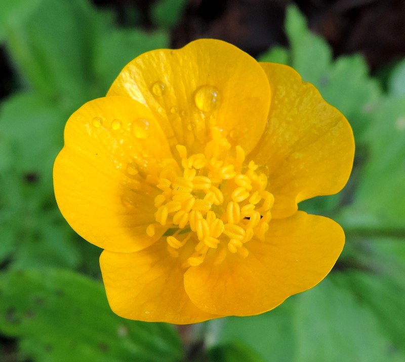 Ranunculus lanuginosus photo 5