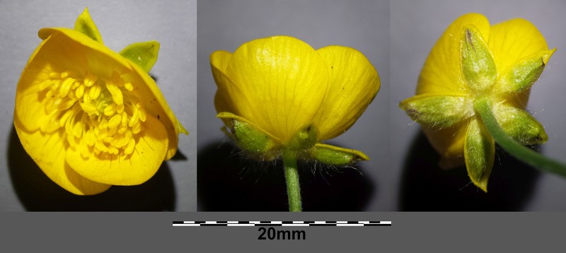 Ranunculus lanuginosus photo 6