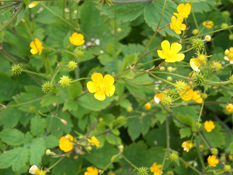 Ranunculus lanuginosus photo 7