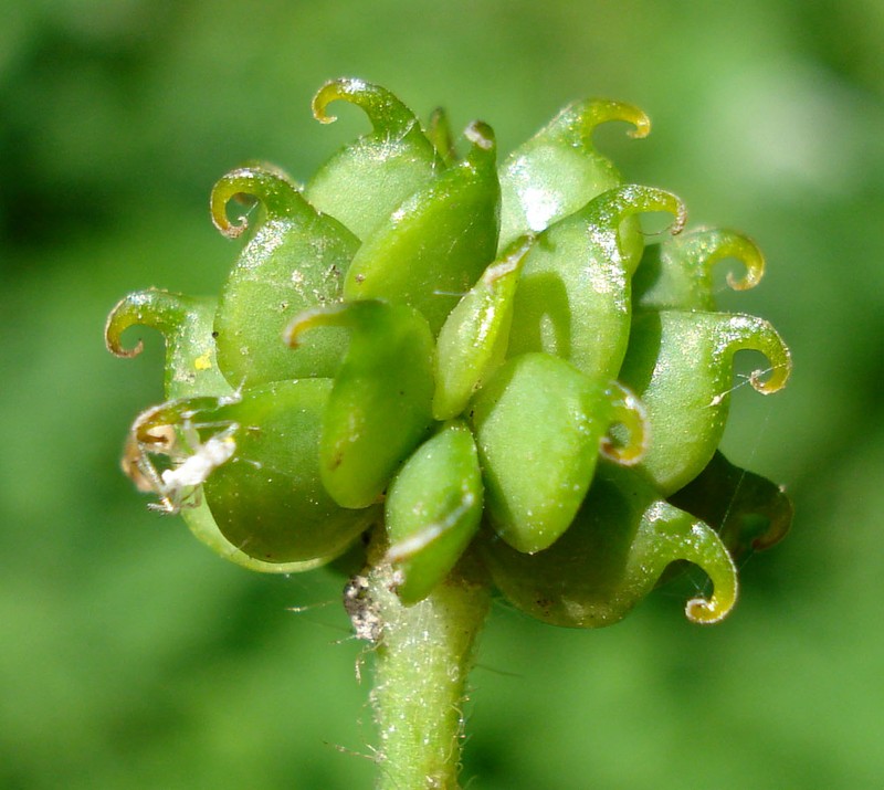 Ranunculus lanuginosus photo 8