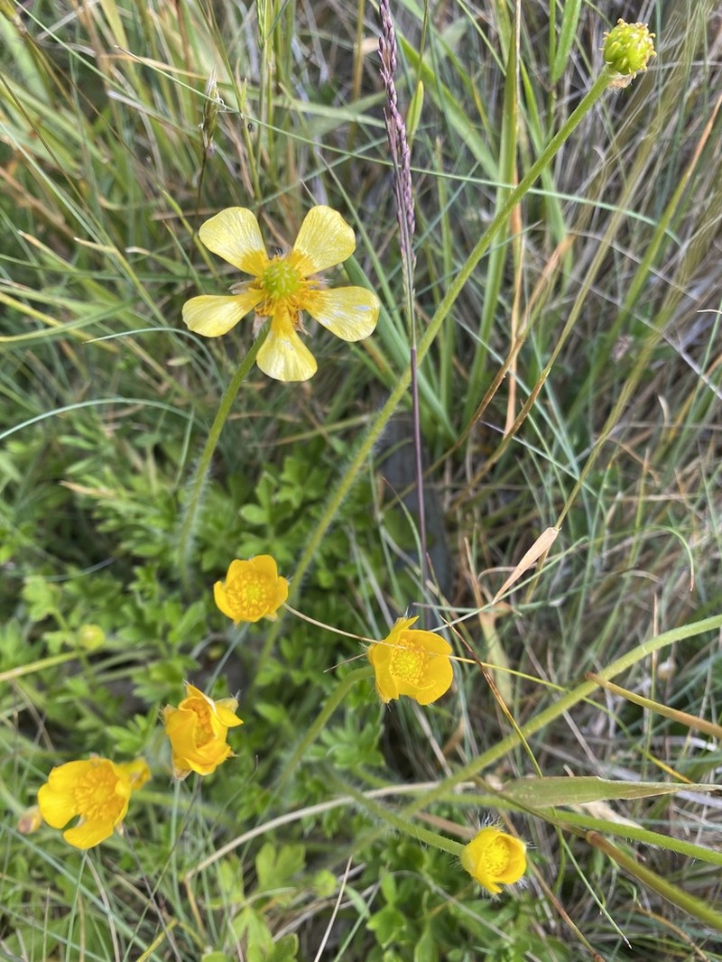 Australian Buttercup photo 2