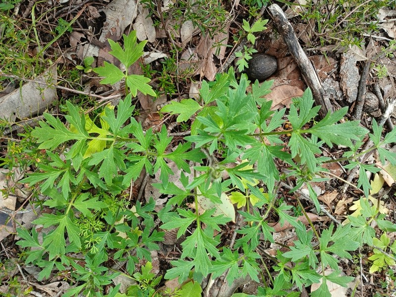 Australian Buttercup photo 3