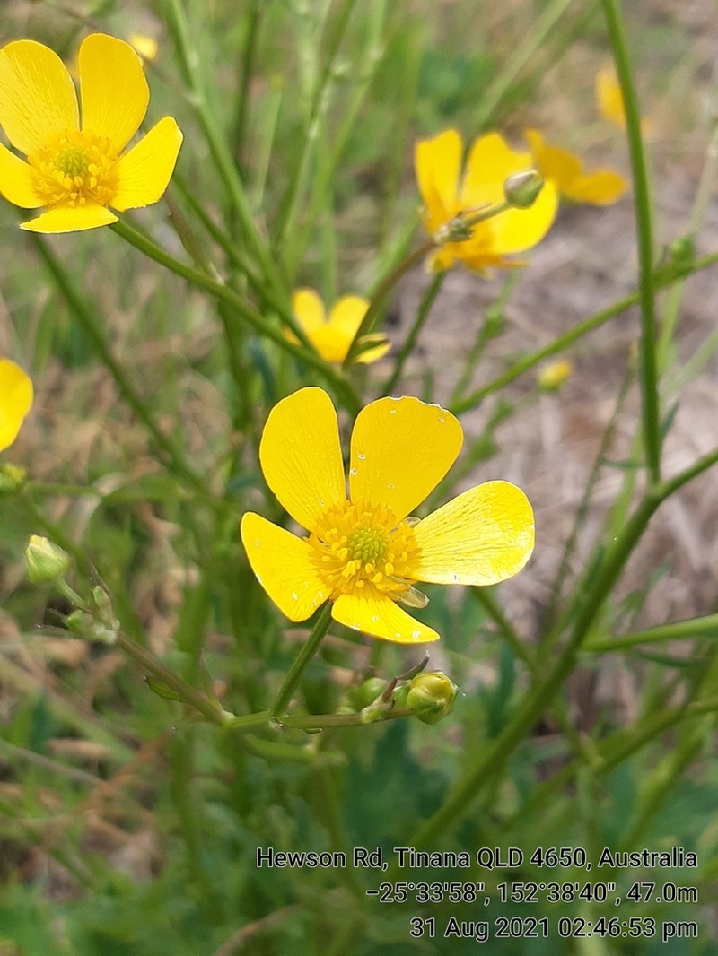 Australian Buttercup photo 4