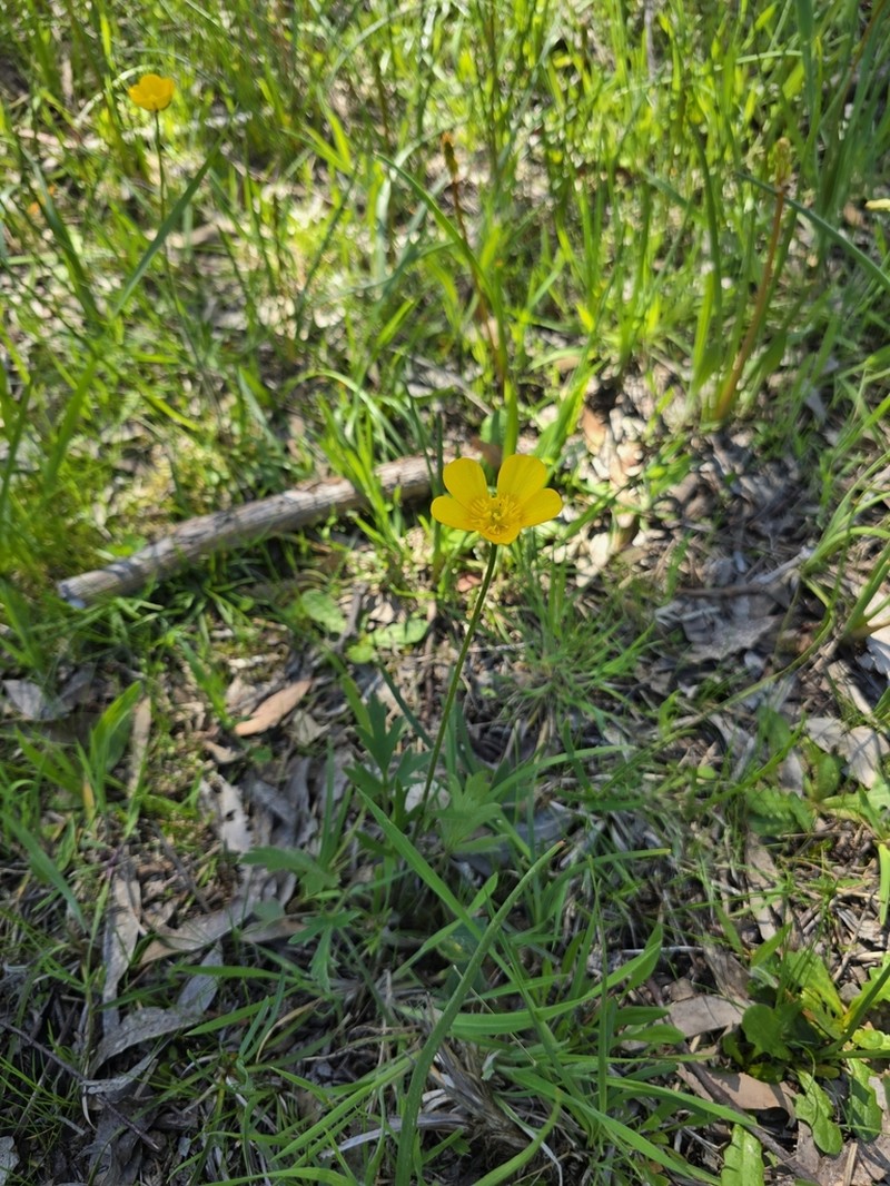 Australian Buttercup photo 5