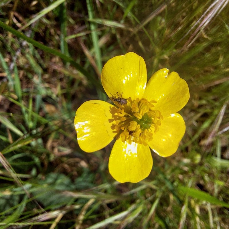 Australian Buttercup photo 6