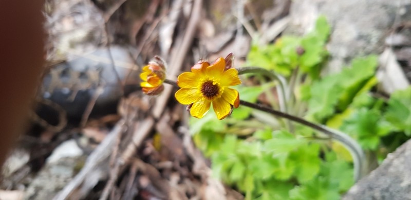 Australian Buttercup photo 7