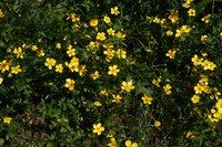Australian Buttercup