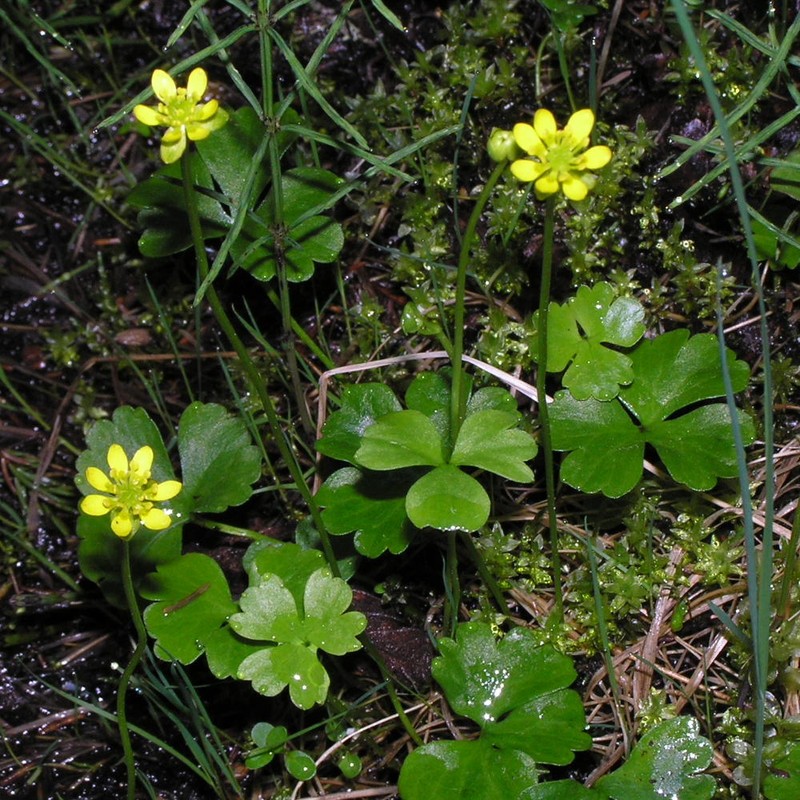 Lapland Buttercup