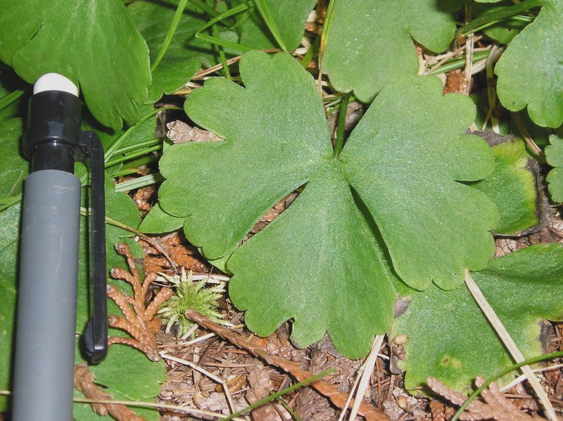Lapland Buttercup photo 2