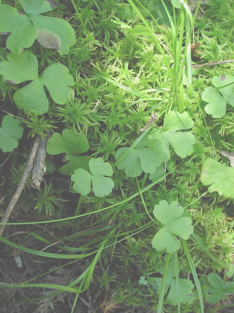 Lapland Buttercup photo 3