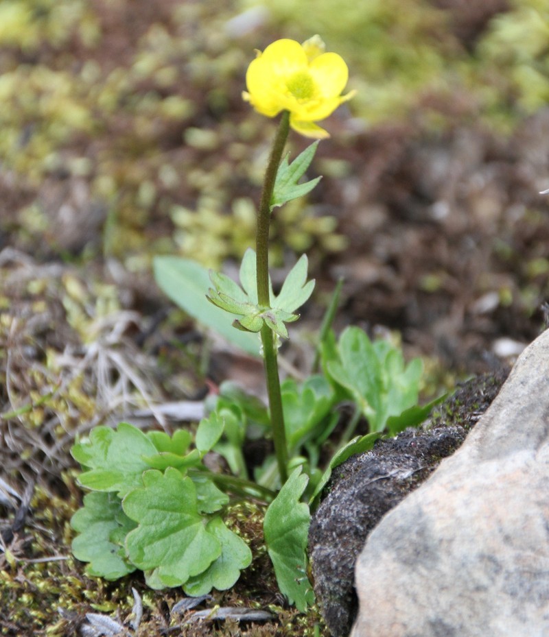 Lapland Buttercup photo 4