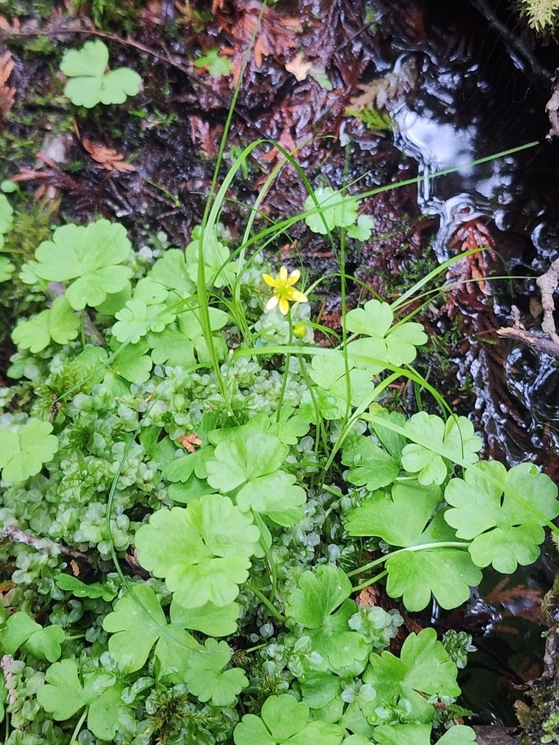 Lapland Buttercup photo 3