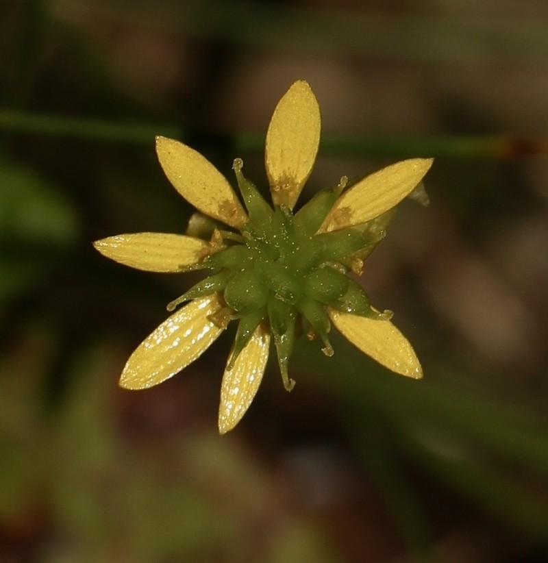 Lapland Buttercup photo 4