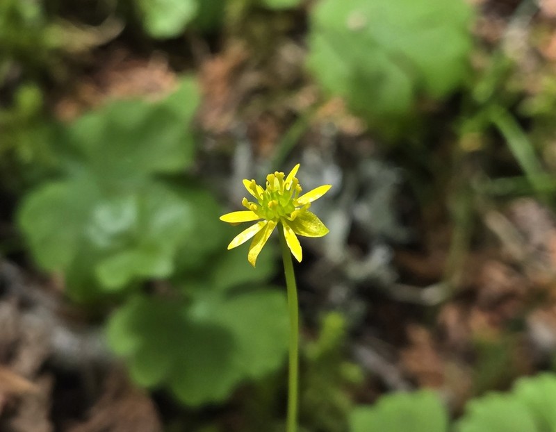 Lapland Buttercup photo 5