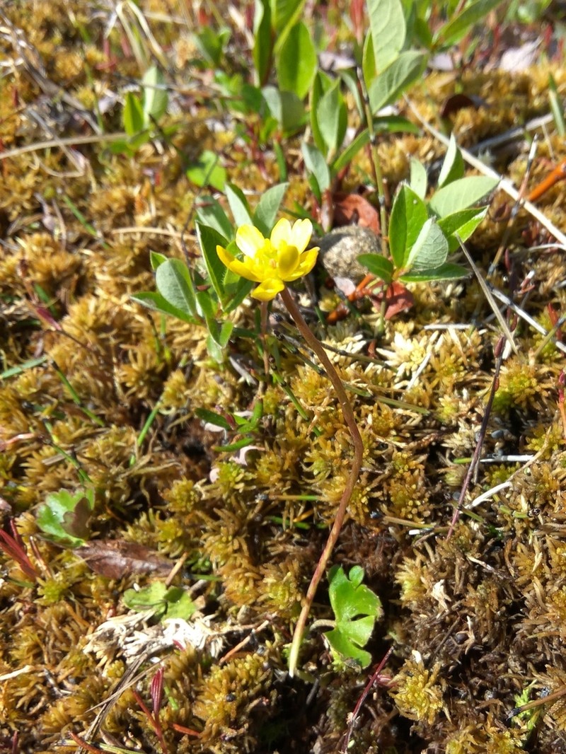 Lapland Buttercup photo 6