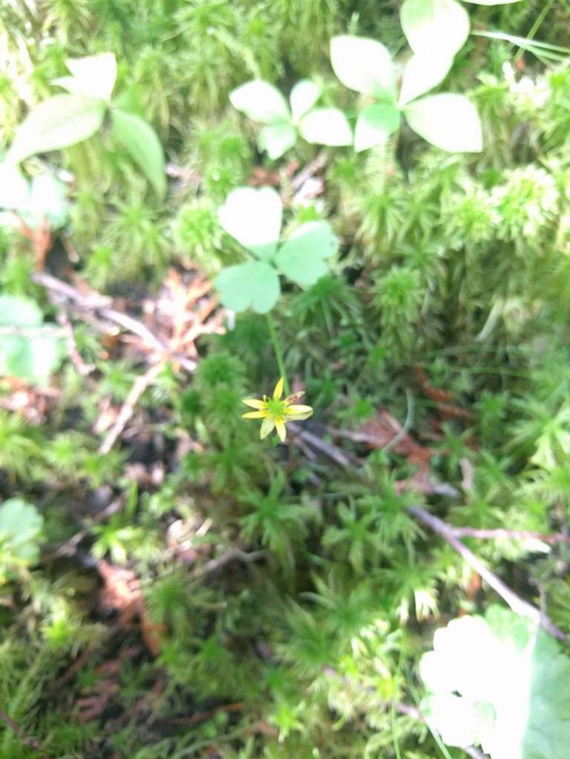 Lapland Buttercup photo 7