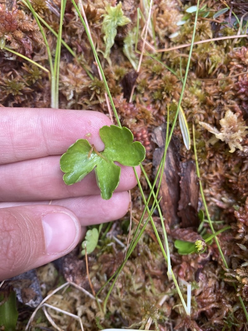 Lapland Buttercup photo 8