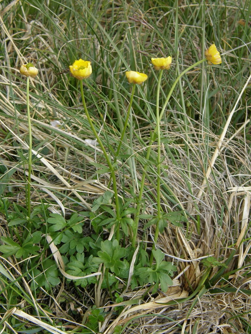 Ranunculus lasiocarpus
