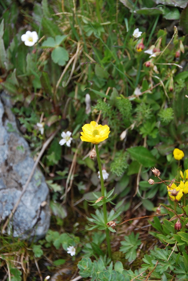 Ranunculus lasiocarpus photo 3