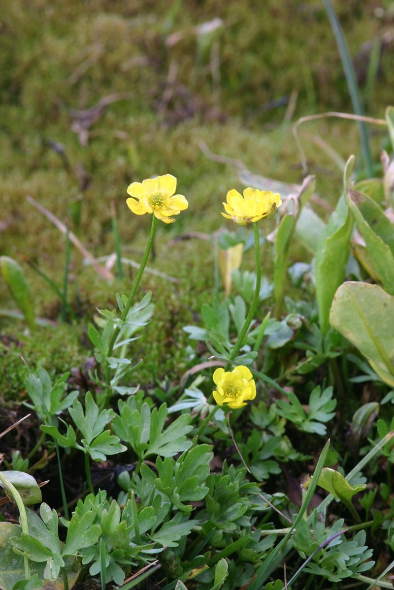Ranunculus lasiocarpus photo 4