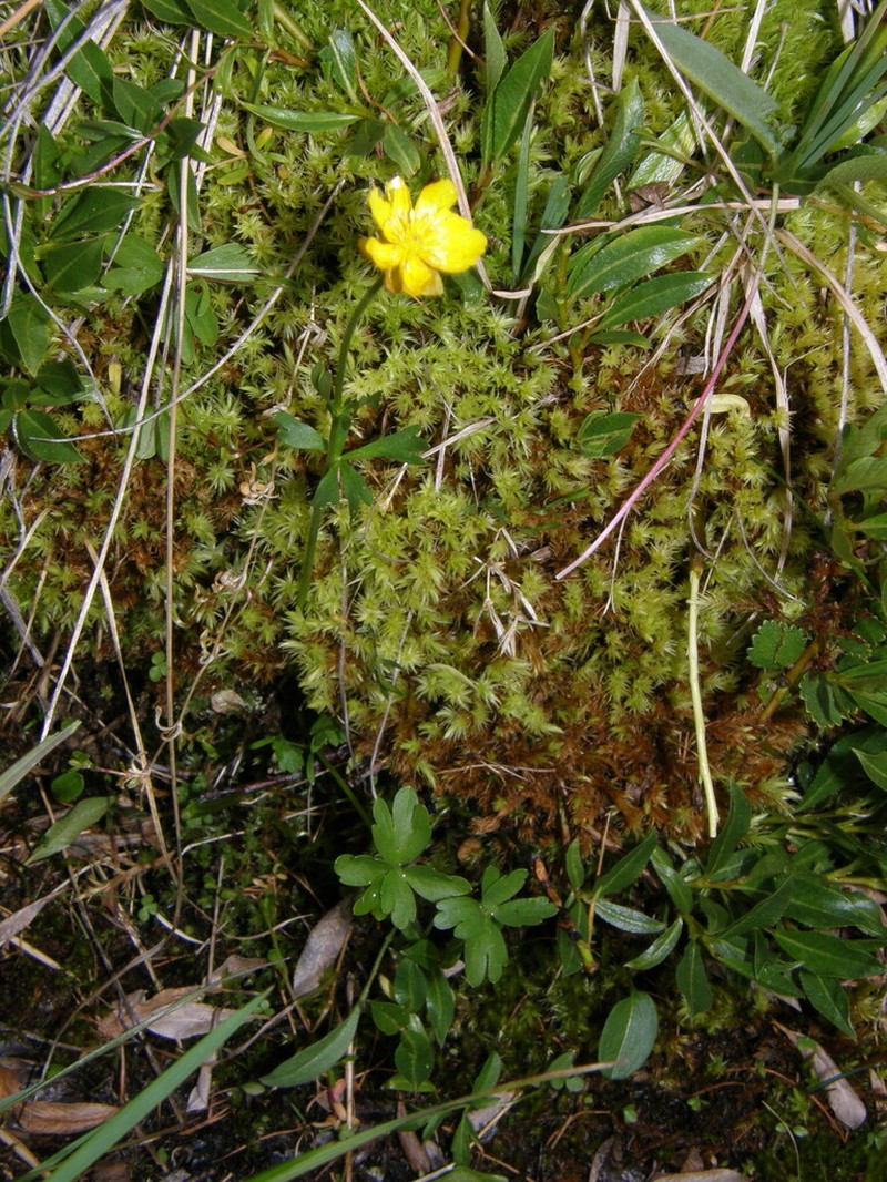 Ranunculus lasiocarpus photo 5