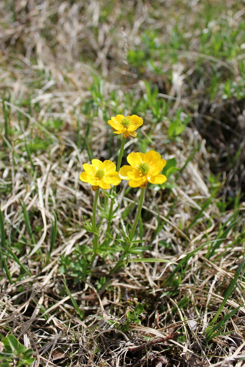 Ranunculus lasiocarpus photo 6