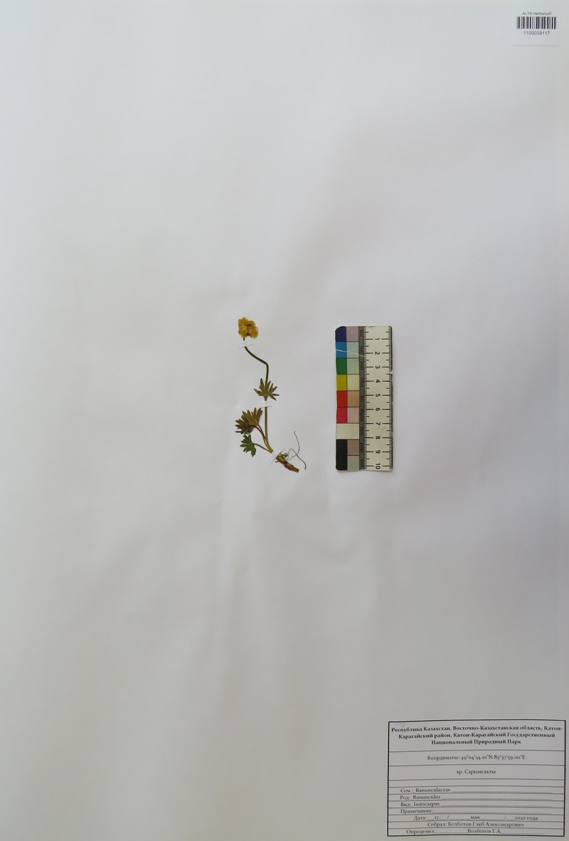 Ranunculus lasiocarpus photo 7