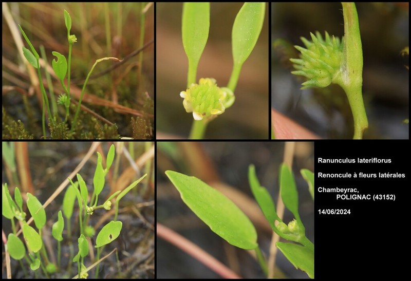 Ranunculus lateriflorus