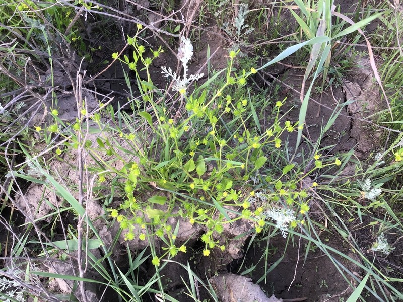 Ranunculus lateriflorus photo 2