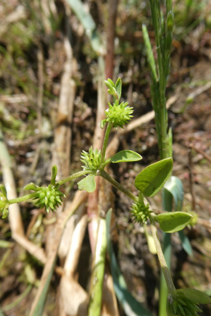 Ranunculus lateriflorus photo 3