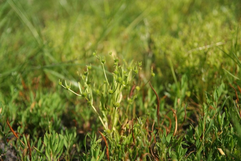 Ranunculus lateriflorus photo 5