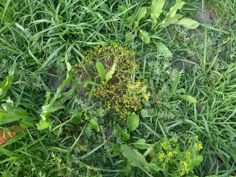 Ranunculus lateriflorus photo 8