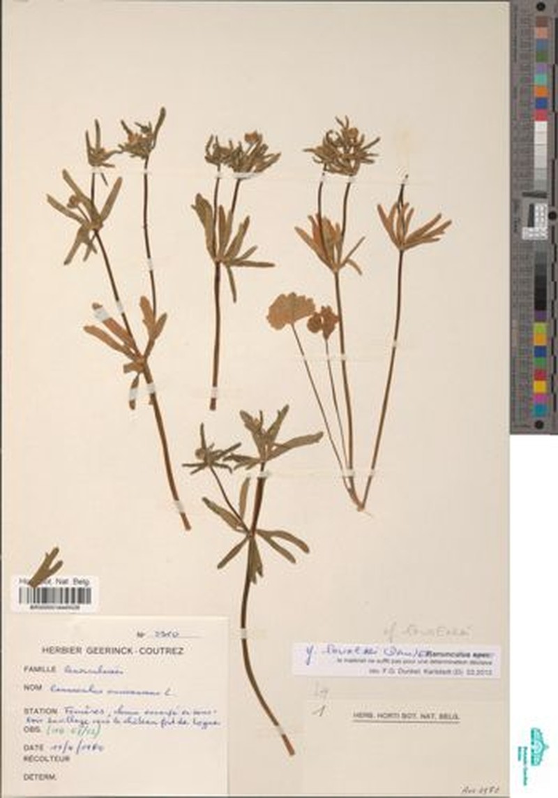 Ranunculus lawalreei