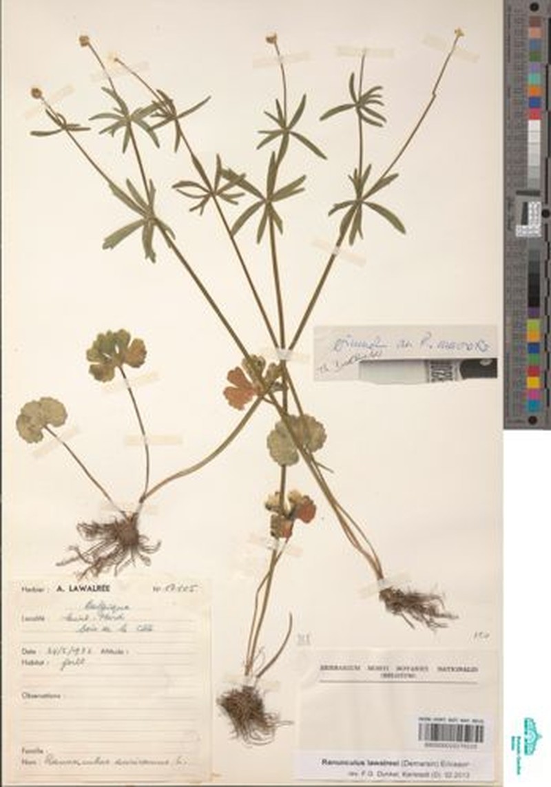 Ranunculus lawalreei photo 2