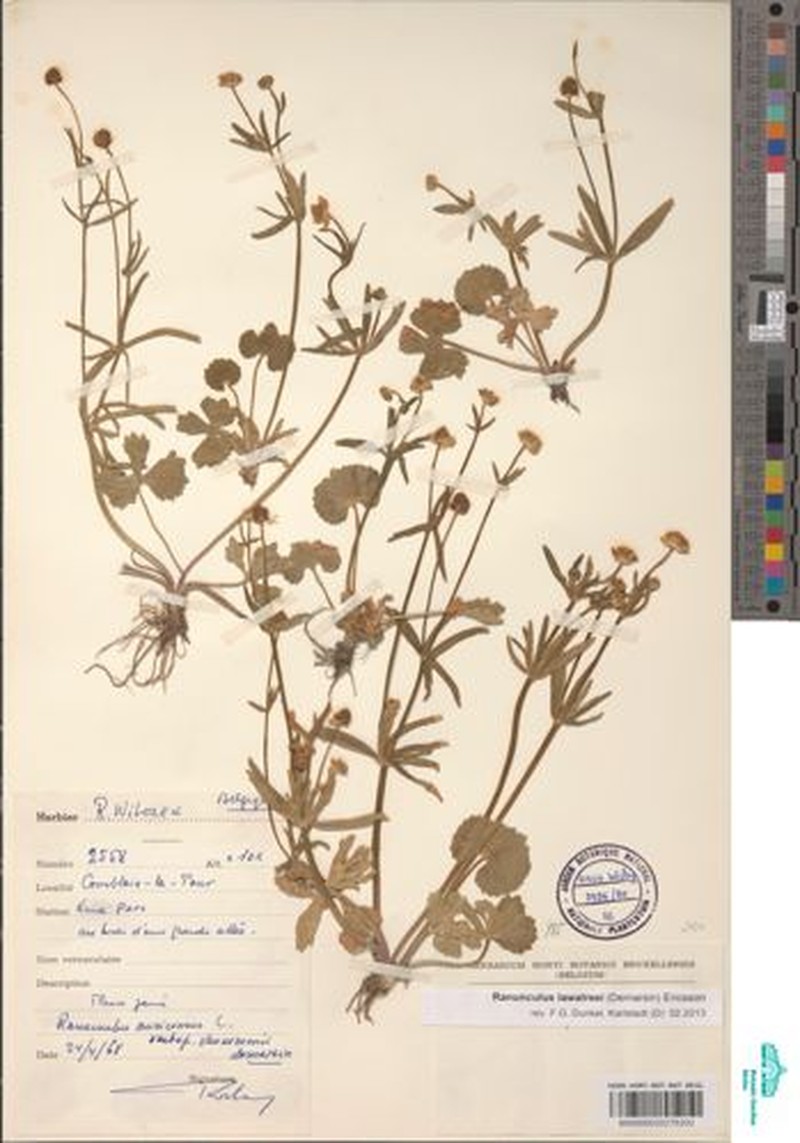 Ranunculus lawalreei photo 3