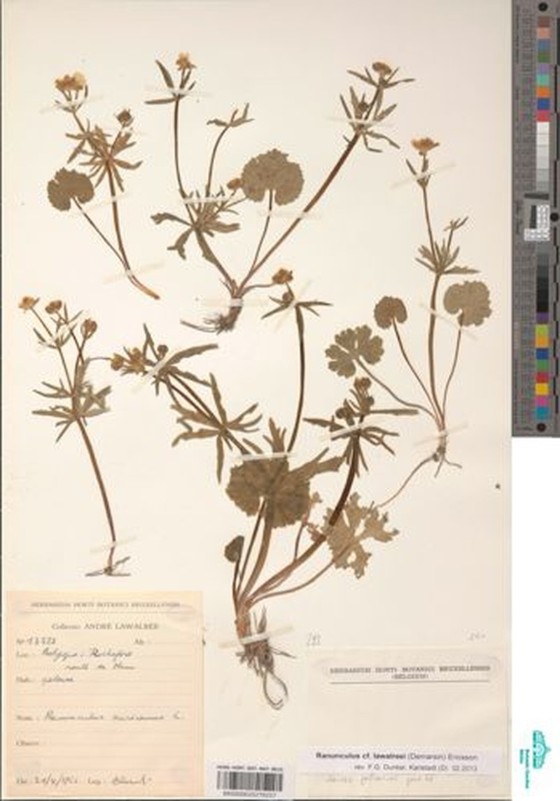 Ranunculus lawalreei photo 4