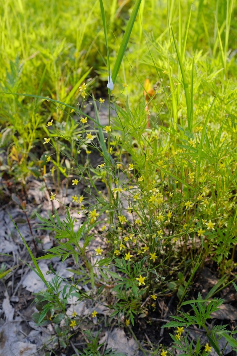 Mississippi Buttercup