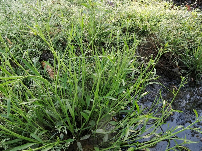 Mississippi Buttercup photo 2