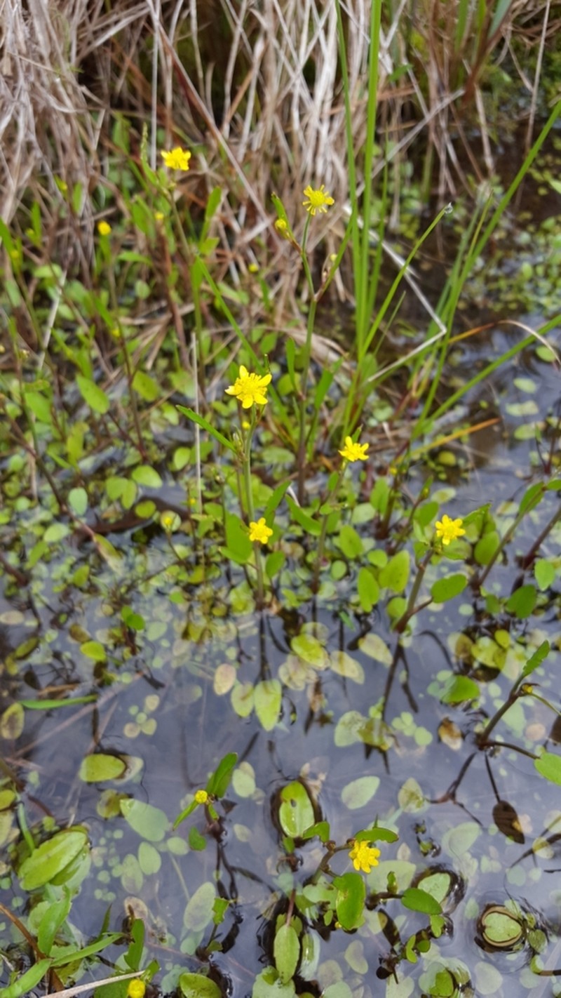 Mississippi Buttercup photo 3