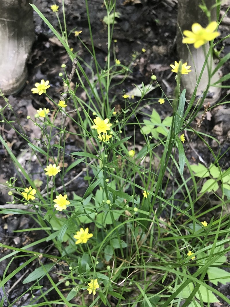 Mississippi Buttercup photo 4