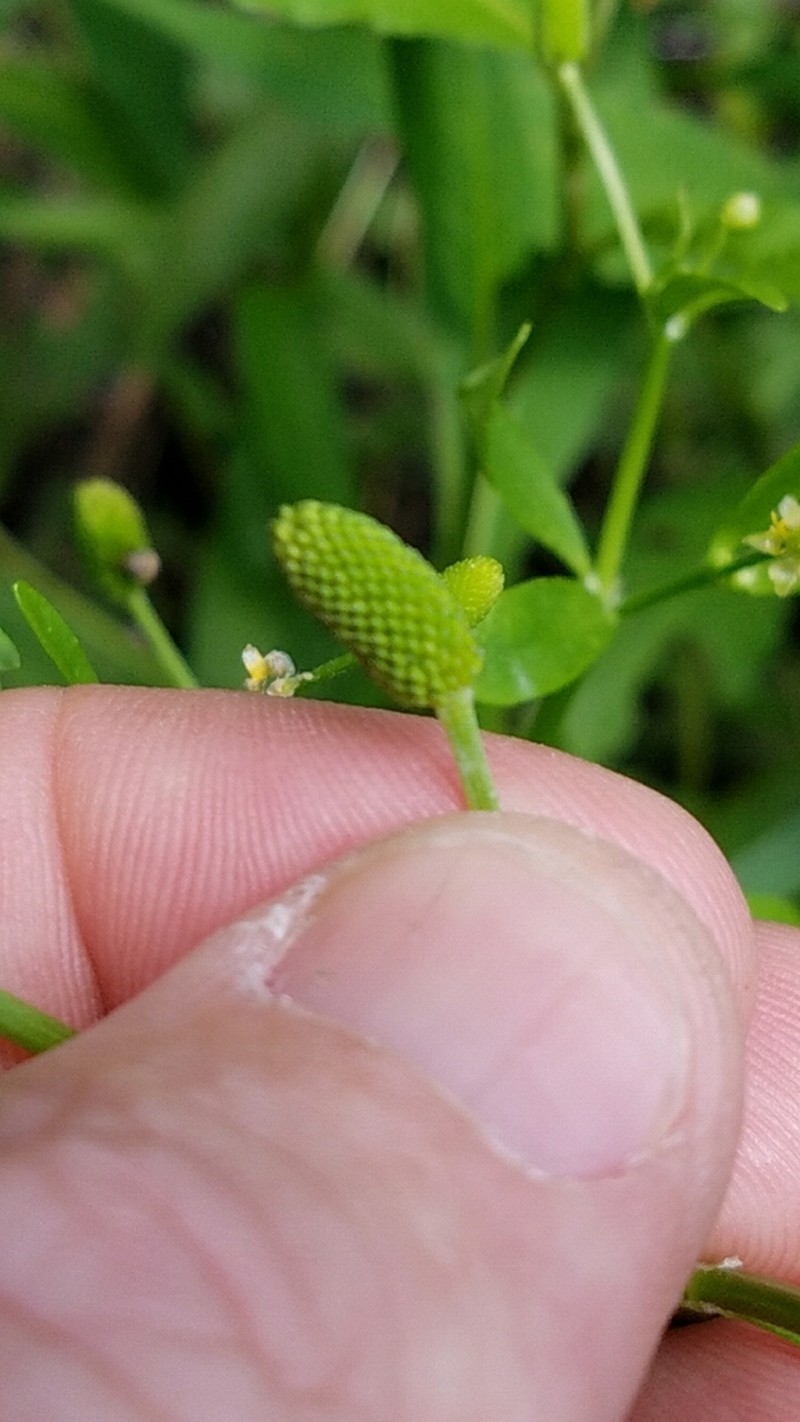 Mississippi Buttercup photo 5