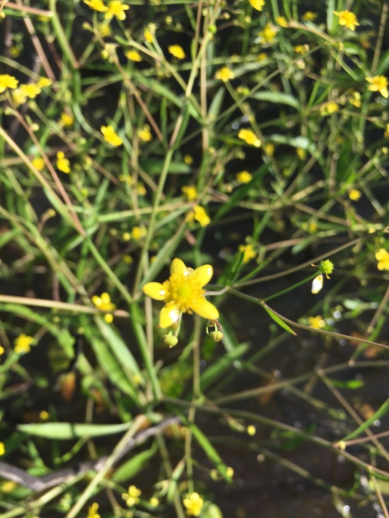 Mississippi Buttercup photo 6
