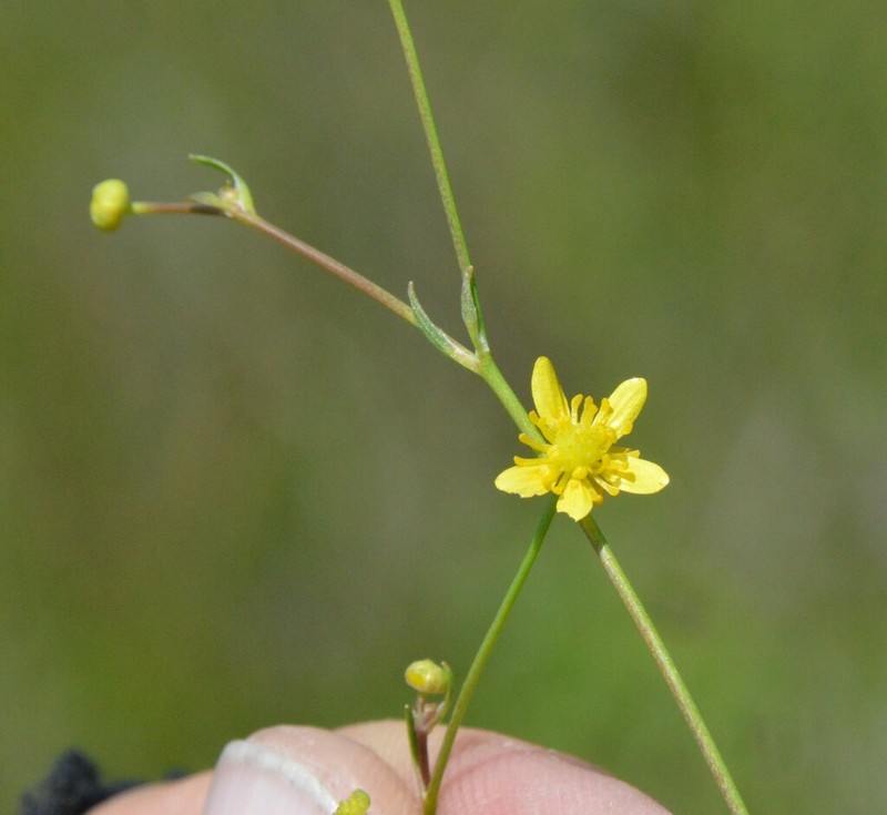 Mississippi Buttercup photo 7