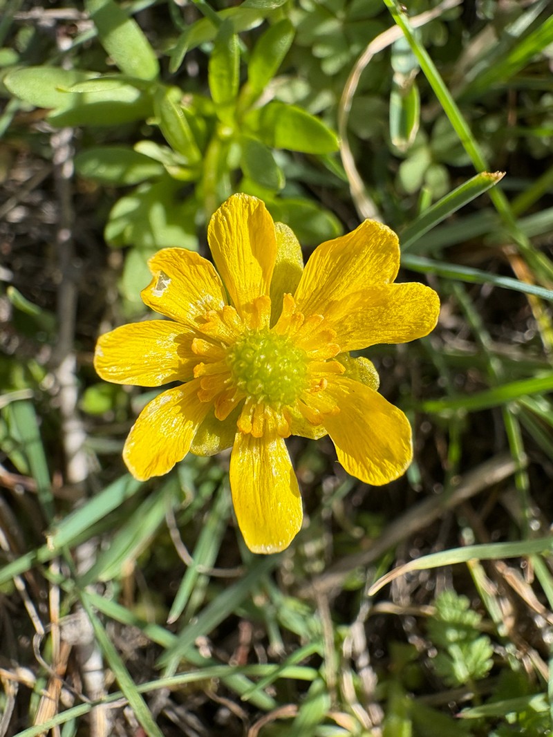 Ranunculus legerae photo 3