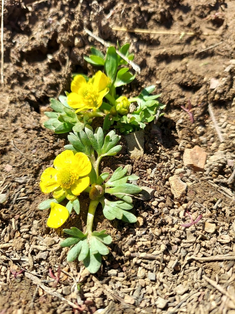 Ranunculus legerae