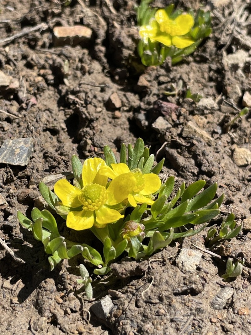 Ranunculus legerae photo 2
