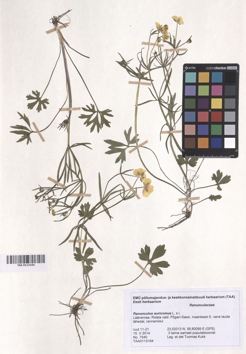 Ranunculus lepidus