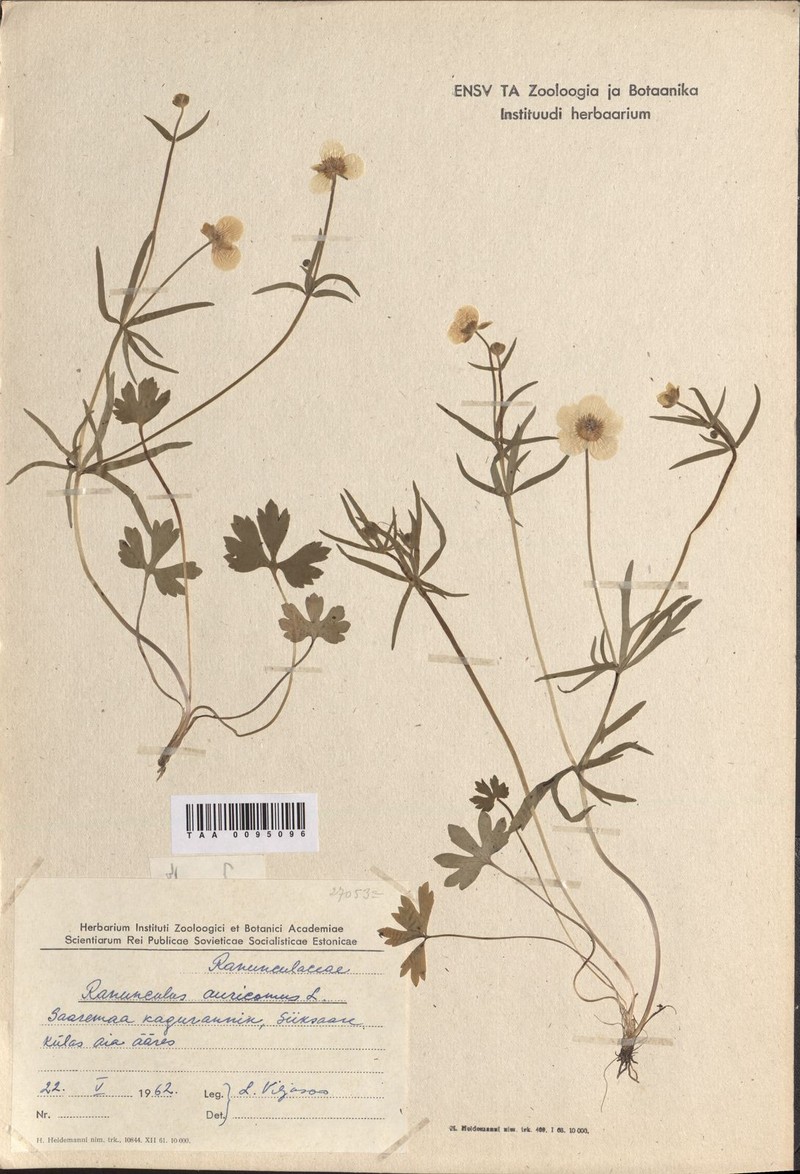 Ranunculus lepidus photo 2