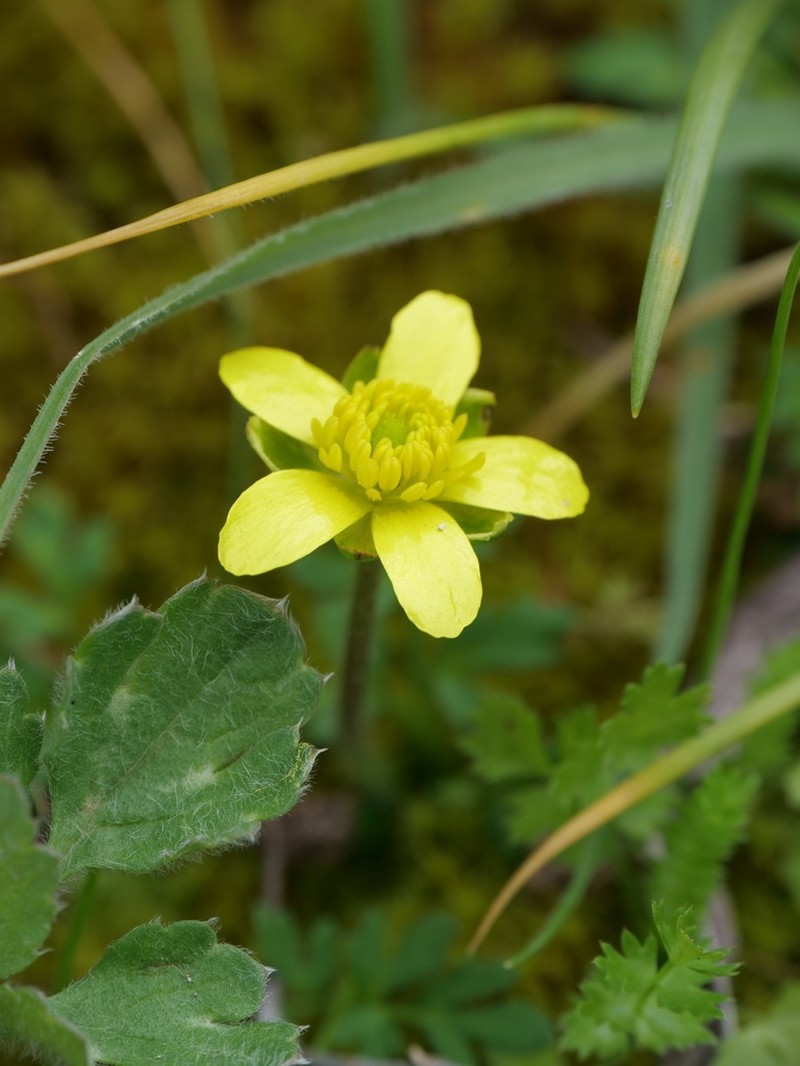Ranunculus leptaleus