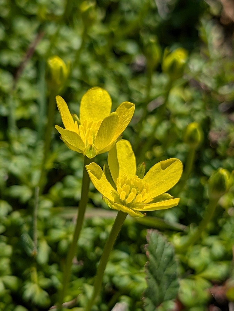 Ranunculus leptaleus photo 2